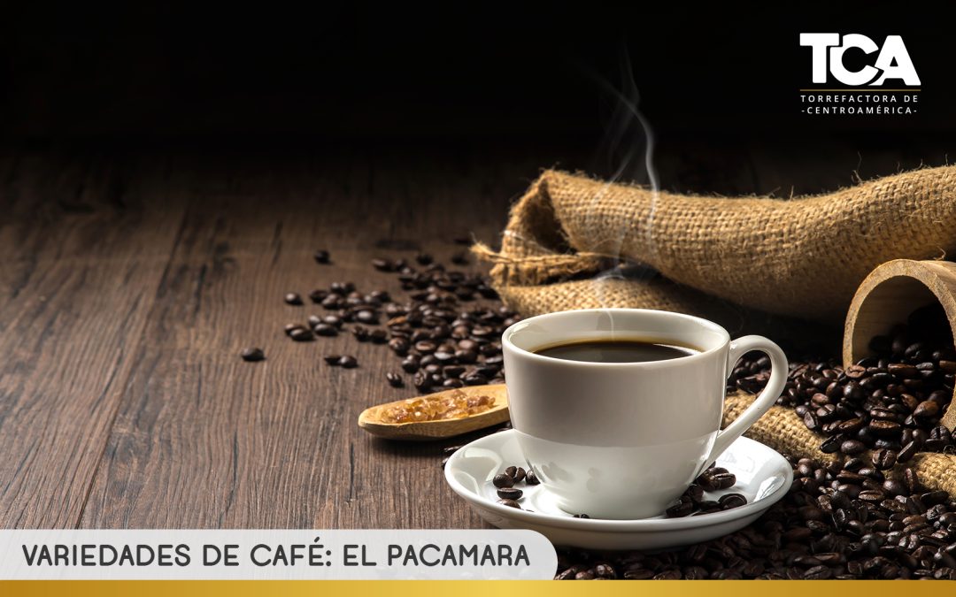 Variedades de café: El Pacamara